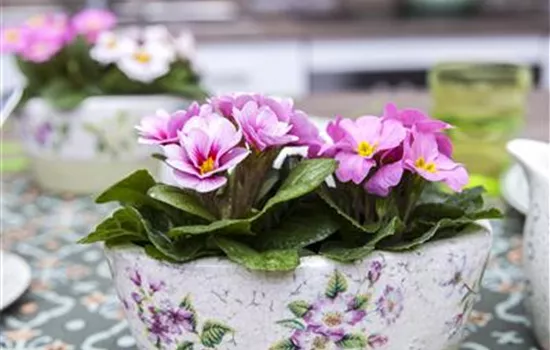 Rosenprimel 'Girls Delight® Pink Shades'