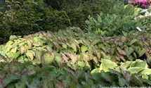 Epimedium x perralchicum 'Frohnleiten'