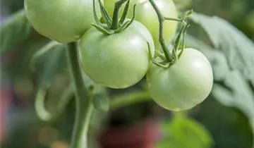 Solanum lycopersicum 'Phantasia'