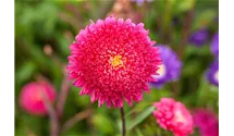 Callistephus chinensis 'Gartenstolz'