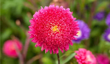Callistephus chinensis 'Gartenstolz'