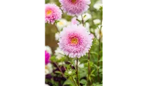 Callistephus chinensis 'Gartenstolz'