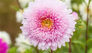 Callistephus chinensis 'Gartenstolz'