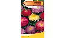 Callistephus chinensis 'Gartenstolz'