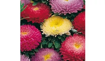 Callistephus chinensis 'Gartenstolz'