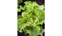 Lactuca sativa var. crispa 'Amerikanischer Brauner'