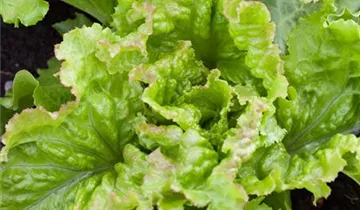 Lactuca sativa var. crispa 'Amerikanischer Brauner'