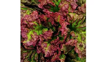 Lactuca sativa var. crispa 'Amerikanischer Brauner'