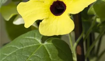 Thunbergia alata 'Sunny Susy® Yellow Dark Eye'