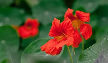 Tropaeolum majus 'Rankende Reinrot'
