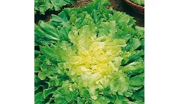 Cichorium endivia 'Nummer Vijf 2'