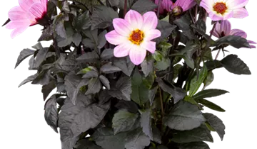 Dahlia 'Happy Days Pink'