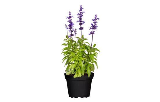 Mehliger Salbei 'Farina® Violet'