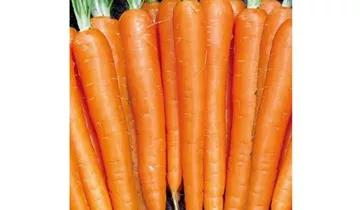 Daucus carota var. sativus 'Laguna F1'