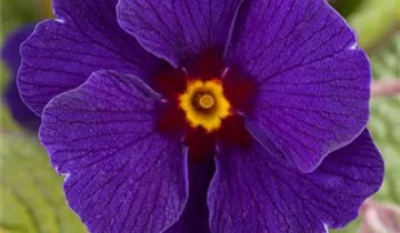 Primula elatior 'Sylvita® Blue'