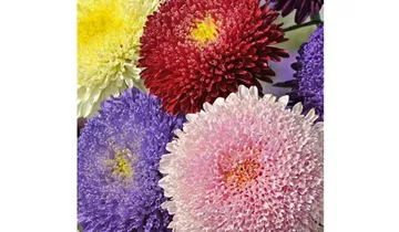 Callistephus chinensis 'Riesen Prinzess'