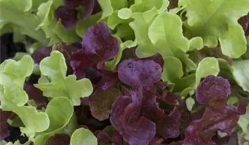 Lactuca sativa var. seculina
