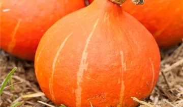Cucurbita maxima 'Fictor'