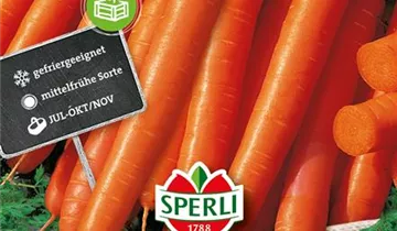 Daucus carota var. sativus 'Rotin'