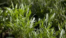 Diplotaxis tenuifolia