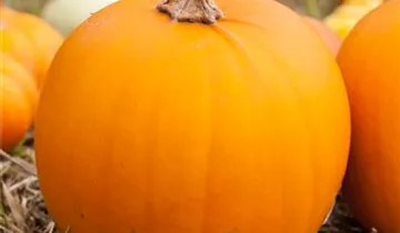 Cucurbita maxima 'Laternchen'