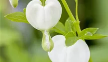 Dicentra spectabilis 'Alba'