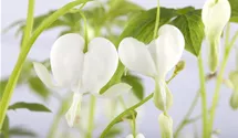 Dicentra spectabilis 'Alba'