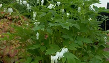 Dicentra spectabilis 'Alba'
