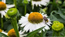Echinacea purpurea Meditation® 'White'