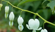 Dicentra spectabilis 'Alba'