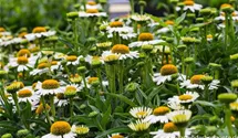 Echinacea purpurea Meditation® 'White'