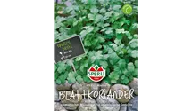 Coriandrum sativum 'Marino'