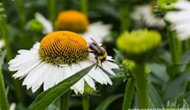 Echinacea purpurea Meditation® 'White'