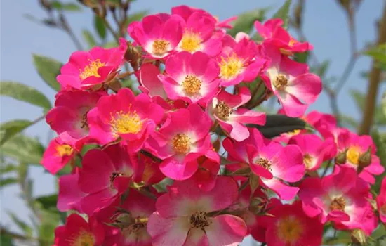 Strauchrose 'Mozart'