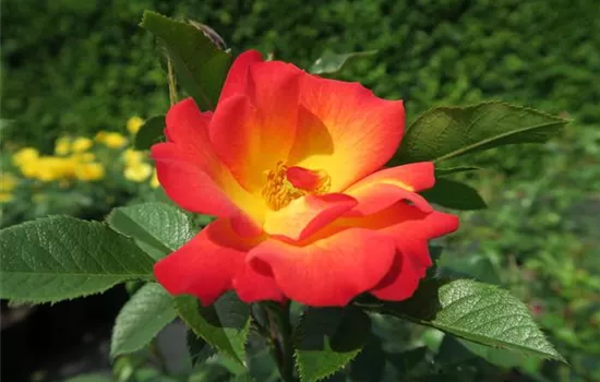 Rose 'Summer of Love'® Rose 'Summer of Love'®