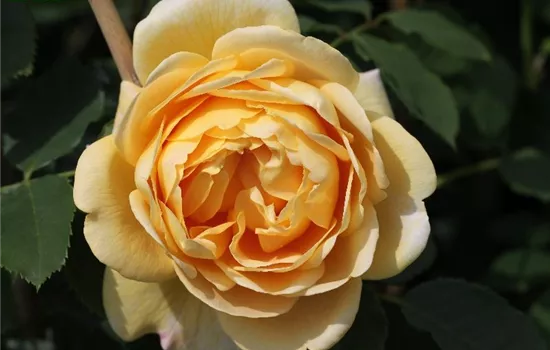 Kletterrose 'Golden Gate'® Kletterrose 'Golden Gate'®