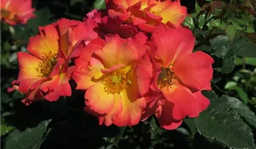 Rosa 'Summer of Love'®