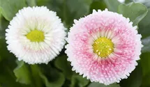 Bellis perennis