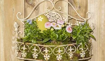 Bellis perennis