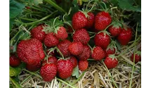 Erdbeere