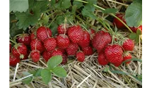 Erdbeere