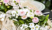 Bellis perennis