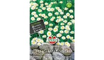 Bellis perennis