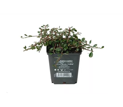 Cotoneaster dam. 'Streibs Findling', 12er Set