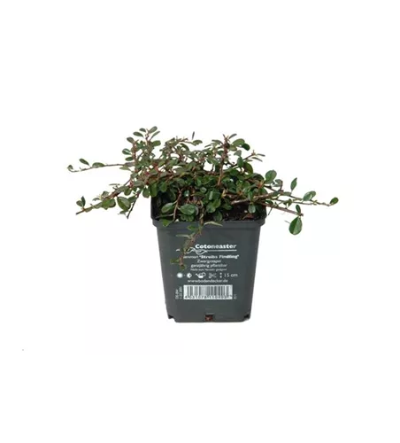 Cotoneaster dam. 'Streibs Findling', 12er Set