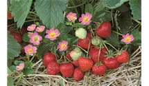 Erdbeere