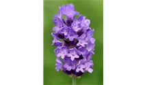 Lavendel