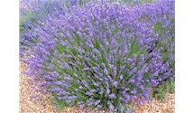 Lavendel