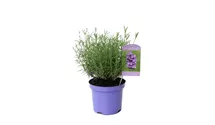 Lavendel