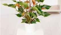 Anthurium x andreanum 'KARMA Joli Peach'